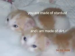 two small orange & white kittens huddled together on a white surface. there is white text overlay over each of the kittens, the first reads 'you are made of stardust', the last reads 'and i am made of dirt'. there is a date stamp in the bottom right corner, it says '04.04.2008'.